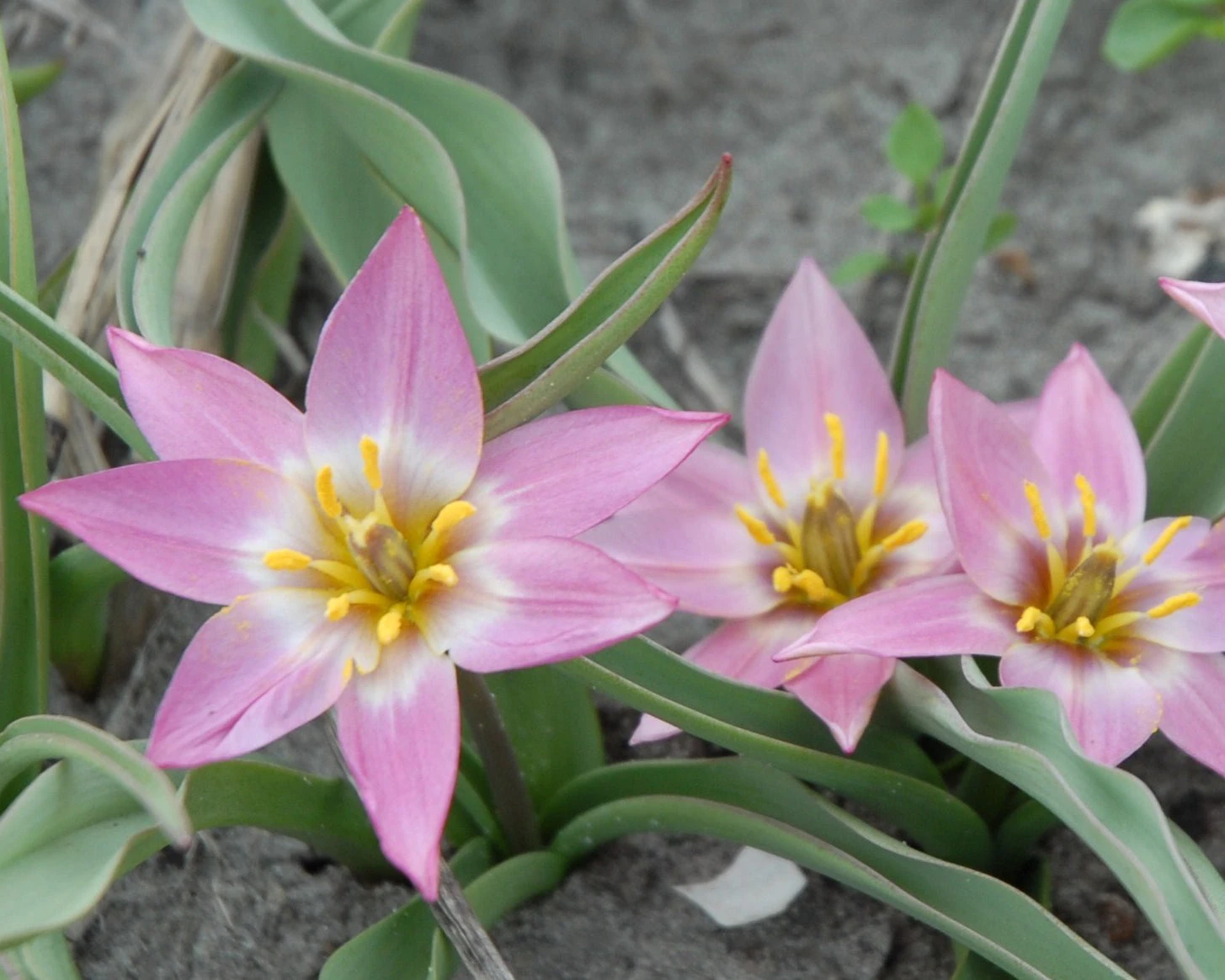 Tulip Aucheriana 2 Tulip Aucheriana - Image 2