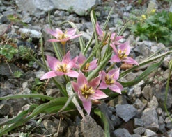Tulip Aucheriana 11 Tulip Aucheriana -Plants And Flowers Shop tulip aucheriana 3