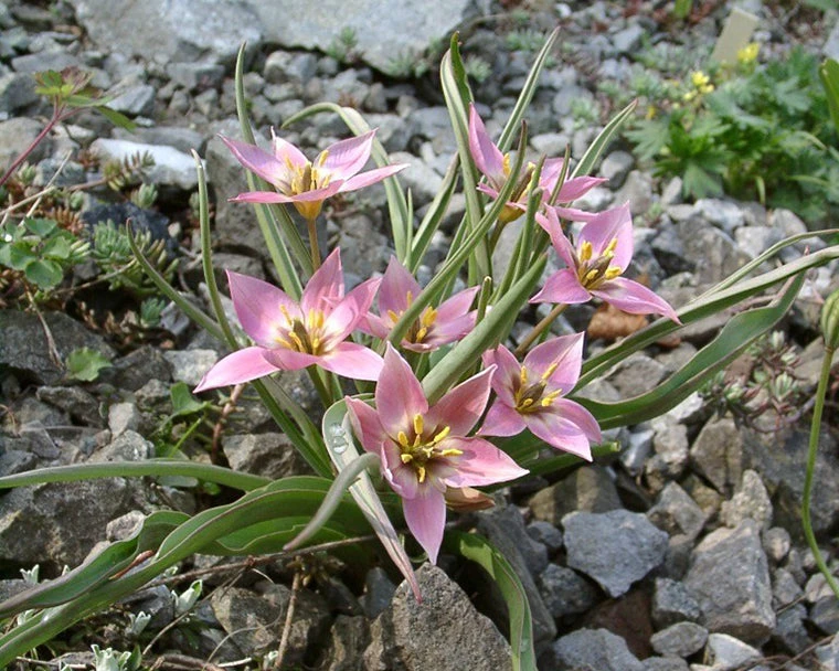 Tulip Aucheriana 5 Tulip Aucheriana - Image 5