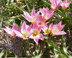 Tulip Aucheriana 13 Tulip Aucheriana -Plants And Flowers Shop tulip aucheriana 5