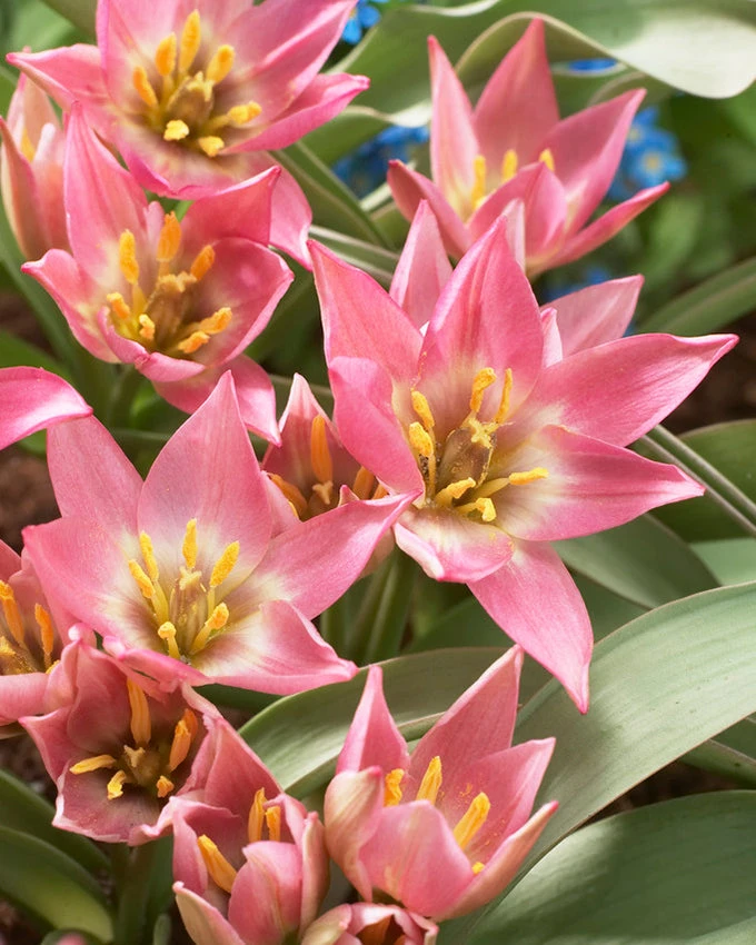 Tulip Aucheriana 1 Tulip Aucheriana