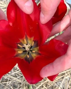 Tulip Aximensis 11 Tulip Aximensis -Plants And Flowers Shop tulip aximensis 0