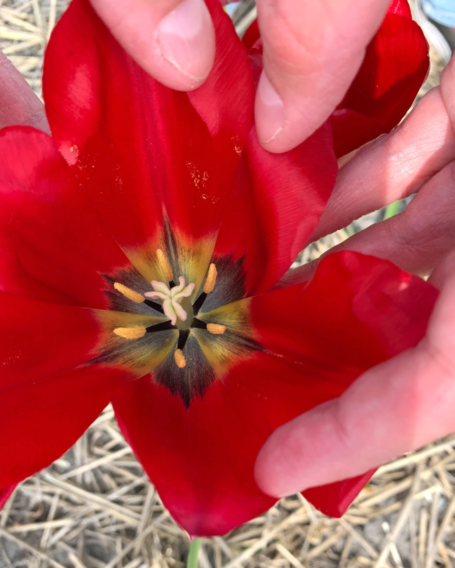 Tulip Aximensis 3 Tulip Aximensis - Image 3