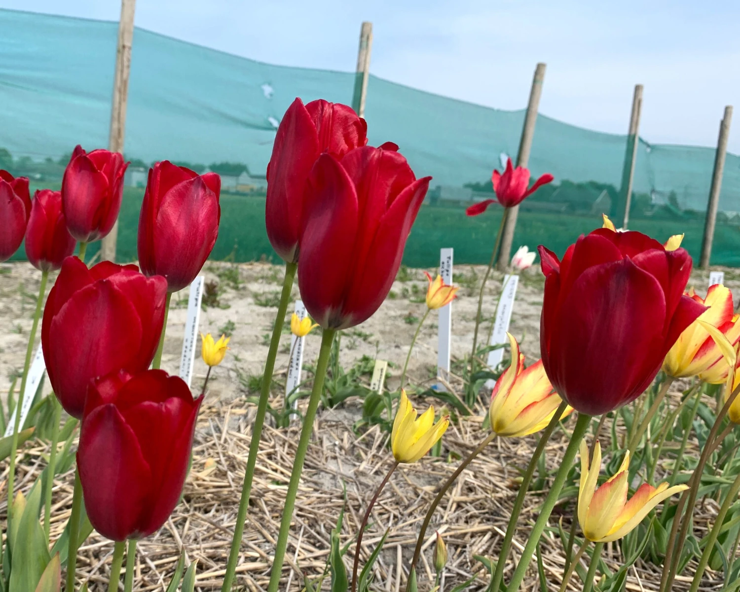 Tulip Aximensis 2 Tulip Aximensis - Image 2