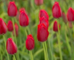 Tulip Aximensis 14 Tulip Aximensis -Plants And Flowers Shop tulip aximensis 3