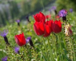 Tulip Aximensis 16 Tulip Aximensis -Plants And Flowers Shop tulip aximensis 5