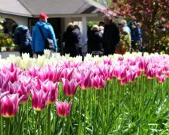 Tulip 'Ballade' 13 Tulip 'Ballade' -Plants And Flowers Shop tulip ballade 3 7c6f5102 6e2a 4cff 8a95 f7496362a448