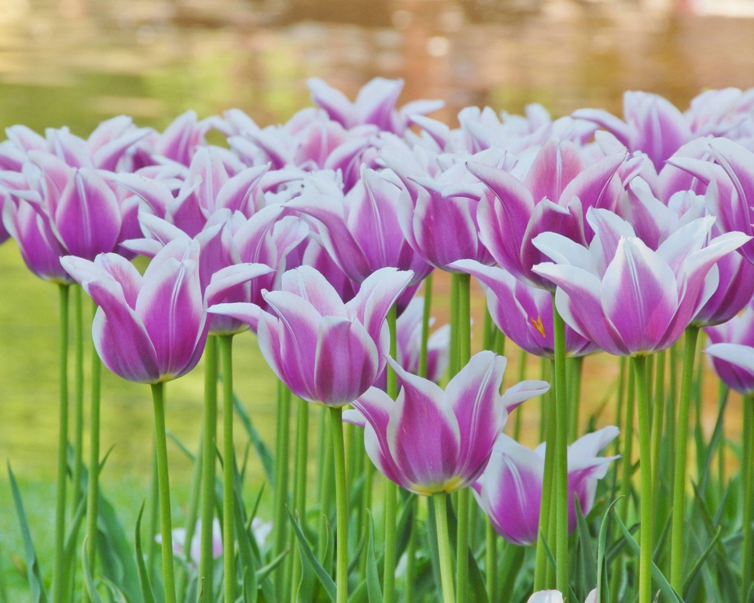 Tulip 'Ballade' 4 Tulip 'Ballade' - Image 4