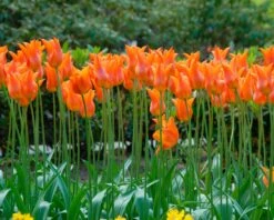 Tulip 'Ballerina' -Plants And Flowers Shop tulip ballerina 2