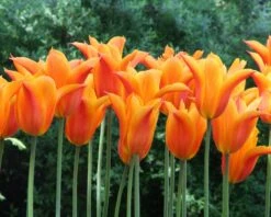Tulip 'Ballerina' -Plants And Flowers Shop tulip ballerina 5 76dd23f6 3651 40c2 91bd 0fe3701e7639
