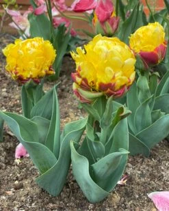 Tulip 'Ice Cream Banana' -Plants And Flowers Shop tulip banana ice cream