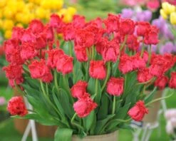 Tulip 'Barbados' 16 Tulip 'Barbados' -Plants And Flowers Shop tulip barbados 1