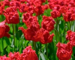 Tulip 'Barbados' 23 Tulip 'Barbados' -Plants And Flowers Shop tulip barbados 10