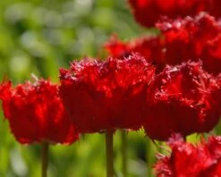 Tulip 'Barbados' 19 Tulip 'Barbados' -Plants And Flowers Shop tulip barbados 11