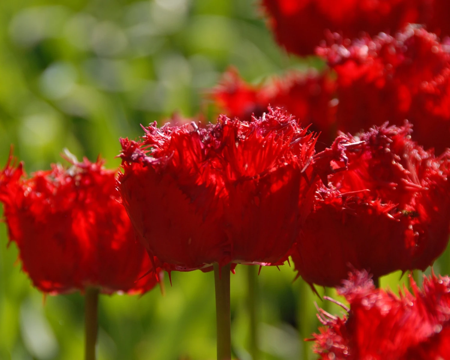 Tulip 'Barbados' 8 Tulip 'Barbados' - Image 8