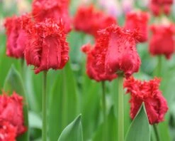 Plants And Flowers Shop -Plants And Flowers Shop tulip barbados 2