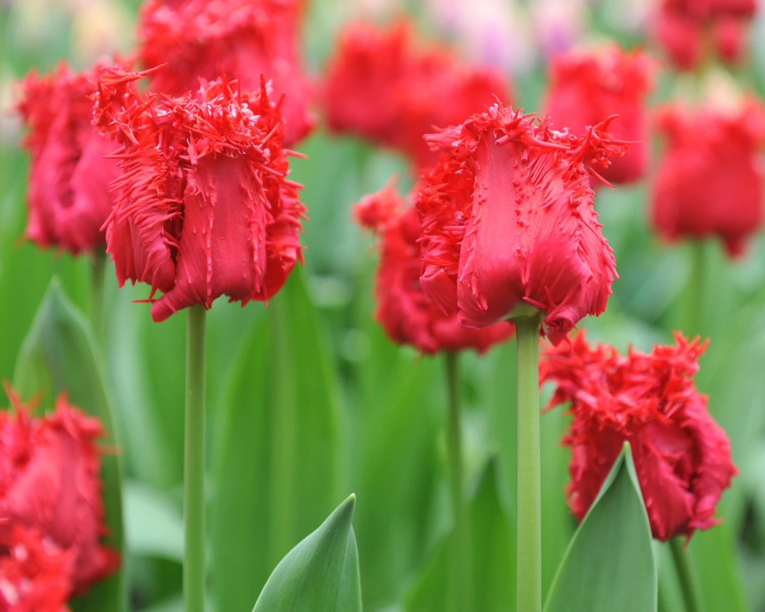 Tulip 'Barbados' 2 Tulip 'Barbados' - Image 2