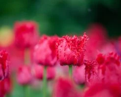 Tulip 'Barbados' 18 Tulip 'Barbados' -Plants And Flowers Shop tulip barbados 3