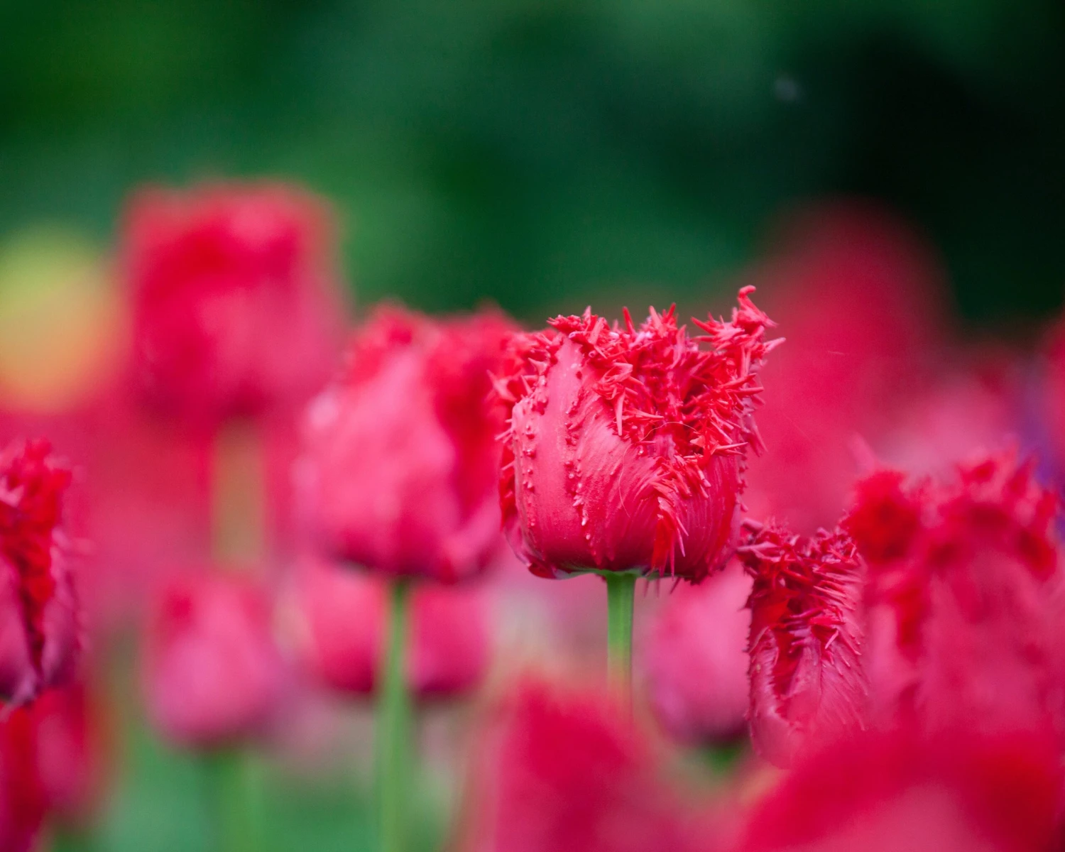 Tulip 'Barbados' 7 Tulip 'Barbados' - Image 7