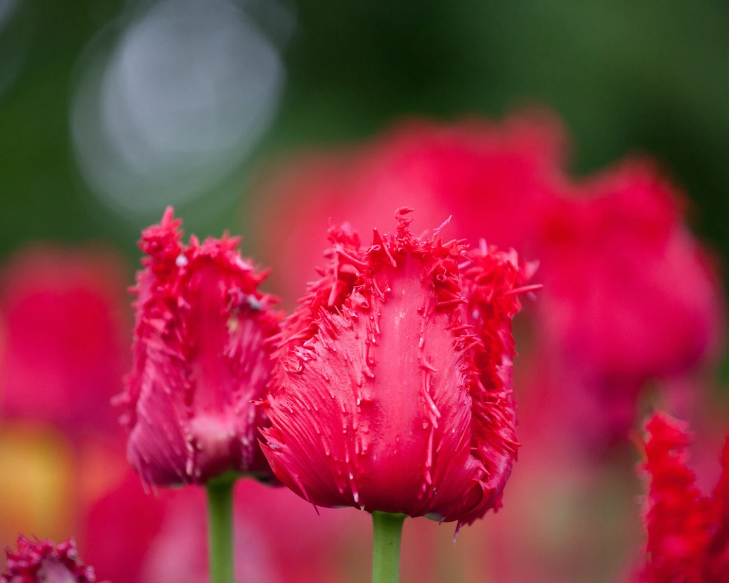 Tulip 'Barbados' 3 Tulip 'Barbados' - Image 3