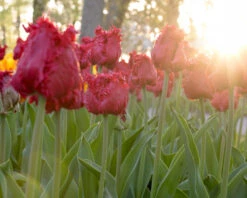 Tulip 'Barbados' 20 Tulip 'Barbados' -Plants And Flowers Shop tulip barbados 5