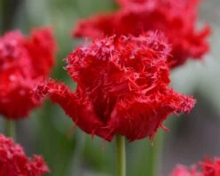 Tulip 'Barbados' 21 Tulip 'Barbados' -Plants And Flowers Shop tulip barbados 7