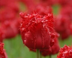 Tulip 'Barbados' 15 Tulip 'Barbados' -Plants And Flowers Shop tulip barbados 8