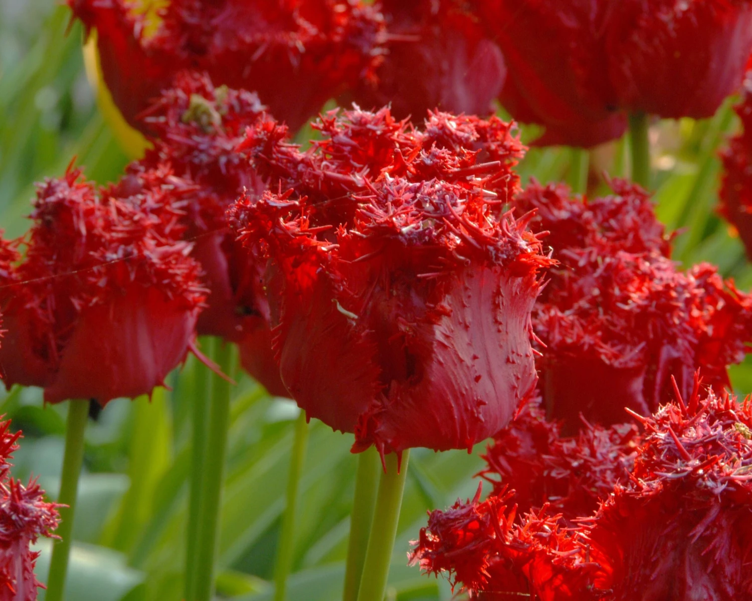 Tulip 'Barbados' 11 Tulip 'Barbados' - Image 11