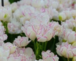 Tulip 'Belicia' -Plants And Flowers Shop tulip belicia 2