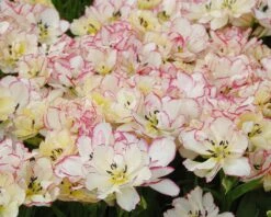 Tulip 'Belicia' -Plants And Flowers Shop tulip belicia 3