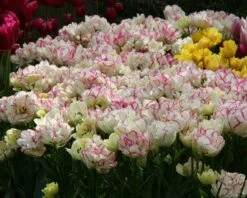 Tulip 'Belicia' -Plants And Flowers Shop tulip belicia 3 86689a3c bae6 42b7 ac42 599c193cf816