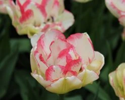 Tulip 'Belicia' -Plants And Flowers Shop tulip belicia 4