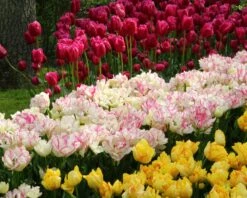 Tulip 'Belicia' -Plants And Flowers Shop tulip belicia 4 ff9d3475 810c 4b13 a9f9 bc1f620a54bd