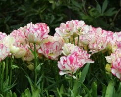 Tulip 'Belicia' -Plants And Flowers Shop tulip belicia 5 b16a5252 1c06 470b a672 646c08a6760b