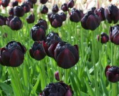 Tulip 'Black Hero' 16 Tulip 'Black Hero' -Plants And Flowers Shop tulip black hero 2
