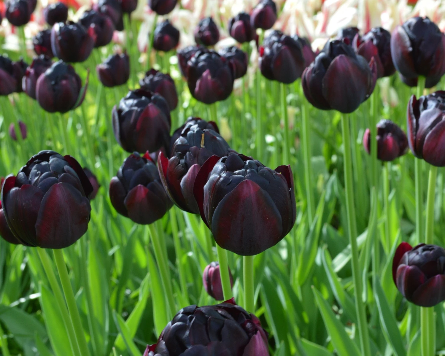 Tulip 'Black Hero' 8 Tulip 'Black Hero' - Image 8