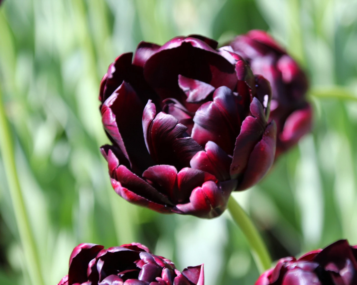 Tulip 'Black Hero' 2 Tulip 'Black Hero' - Image 2