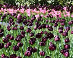 Tulip 'Black Hero' 15 Tulip 'Black Hero' -Plants And Flowers Shop tulip black hero 3 5148c29a 36d6 402a 88d4 ec94d1a21654