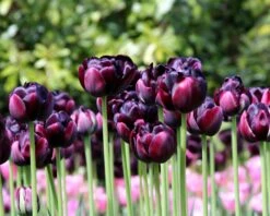 Tulip 'Black Hero' 17 Tulip 'Black Hero' -Plants And Flowers Shop tulip black hero 4 800a10de 59f0 49a4 aa60 dc6bfa11d119