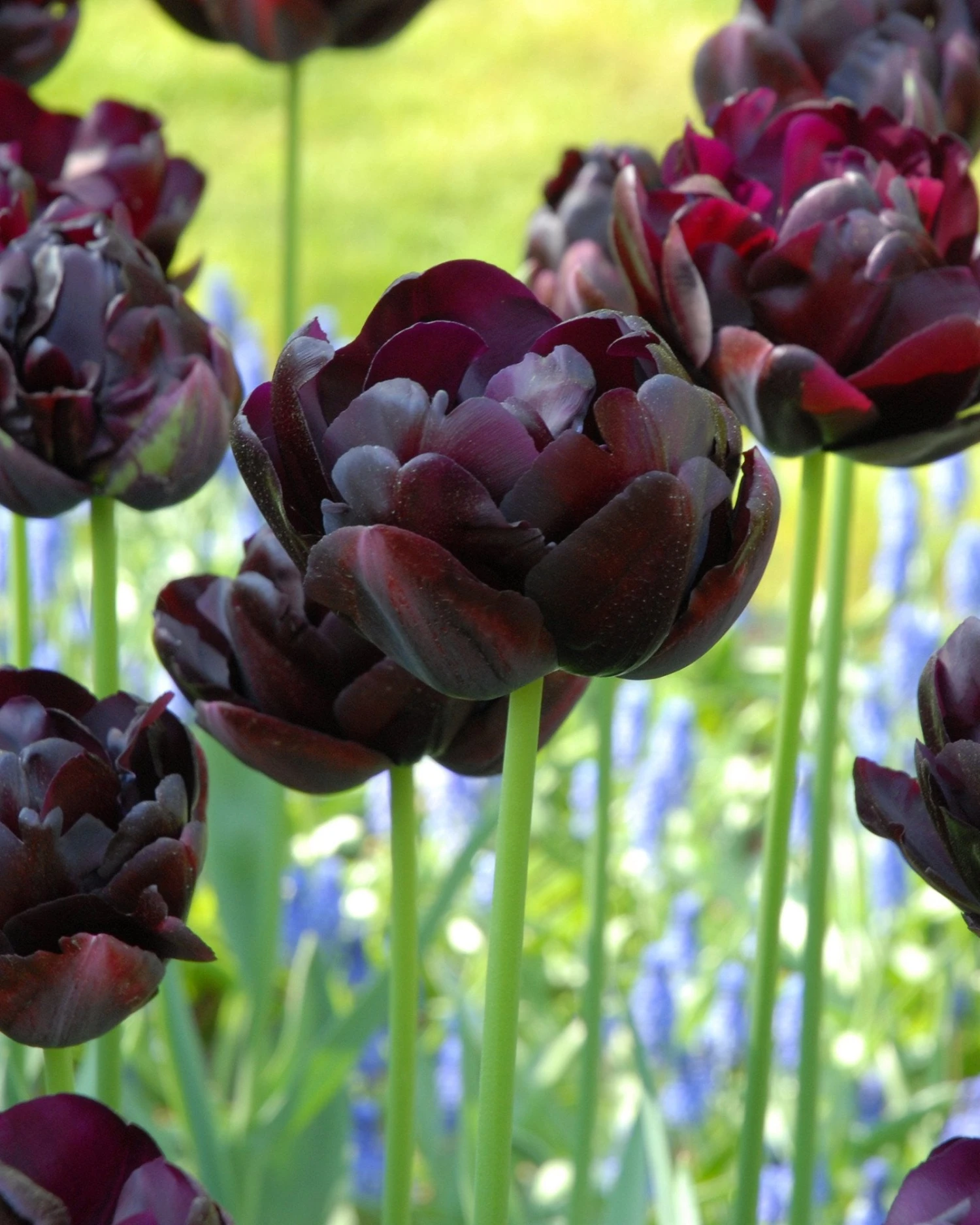 Tulip 'Black Hero' 1 Tulip 'Black Hero'
