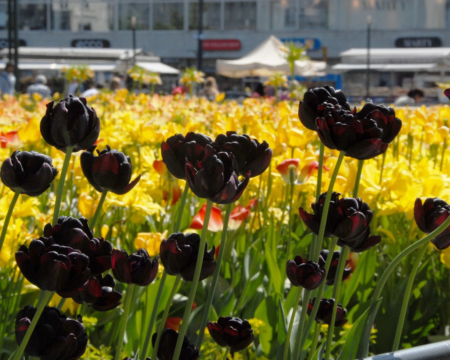 Tulip 'Black Hero' 4 Tulip 'Black Hero' - Image 4