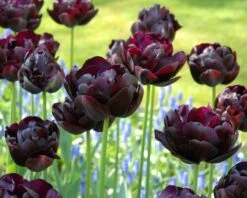 Tulip 'Black Hero' 13 Tulip 'Black Hero' -Plants And Flowers Shop tulip black hero 7