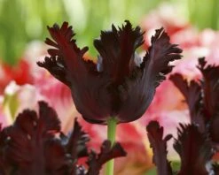 Tulip 'Black Parrot' -Plants And Flowers Shop tulip black parrot 1 cd905e29 b8fc 493d aa0b 9f10c2fb86bf