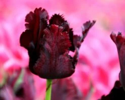 Tulip 'Black Parrot' -Plants And Flowers Shop tulip black parrot 2 b80ba303 a16e 4bd9 b8d3 ac29898fd063