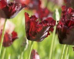 Tulip 'Black Parrot' -Plants And Flowers Shop tulip black parrot 2 d4534a07 9d42 45e0 8c0b c3aaeb3e862d