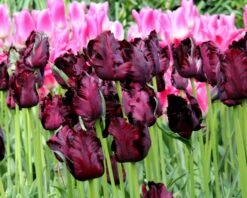 Tulip 'Black Parrot' -Plants And Flowers Shop tulip black parrot 3 291b1288 3a27 4c3e b583 613db30689d0
