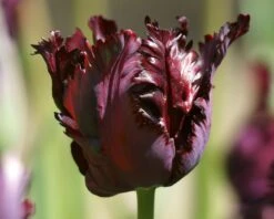 Tulip 'Black Parrot' -Plants And Flowers Shop tulip black parrot 3 e38081cf 112f 4049 a1d3 4ae64804feb0