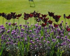 Tulip 'Black Parrot' -Plants And Flowers Shop tulip black parrot 4