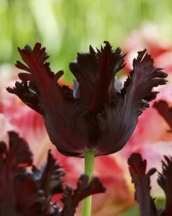 Tulip 'Black Parrot' -Plants And Flowers Shop tulip black parrot 4 10753e7a 038d 449d aa38 0d776718e24d