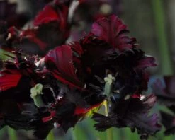 Tulip 'Black Parrot' -Plants And Flowers Shop tulip black parrot 5